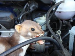 Marter in de auto - dus je kan marterschade vermijden!