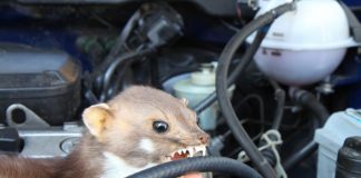 Marter in de auto - dus je kan marterschade vermijden!