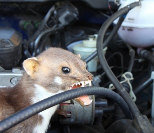 Marter in de auto - dus je kan marterschade vermijden!